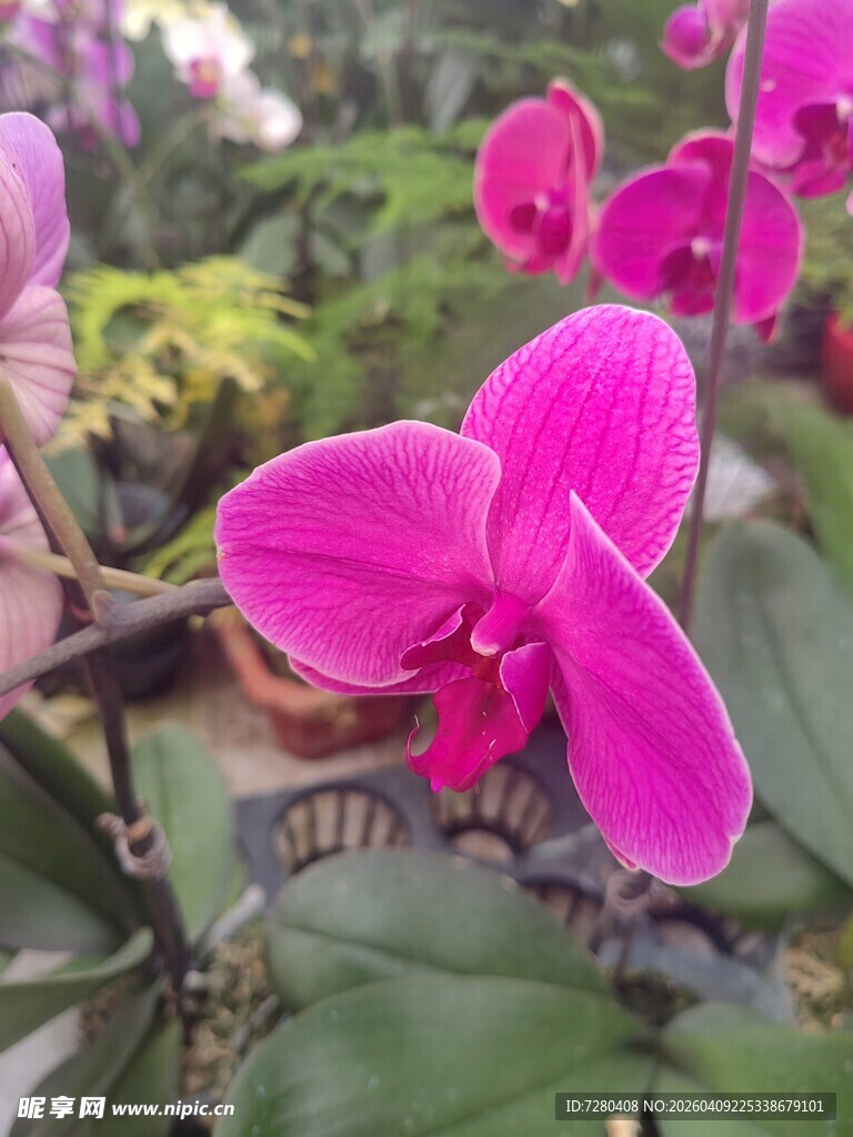 娇艳粉色蝴蝶兰特写