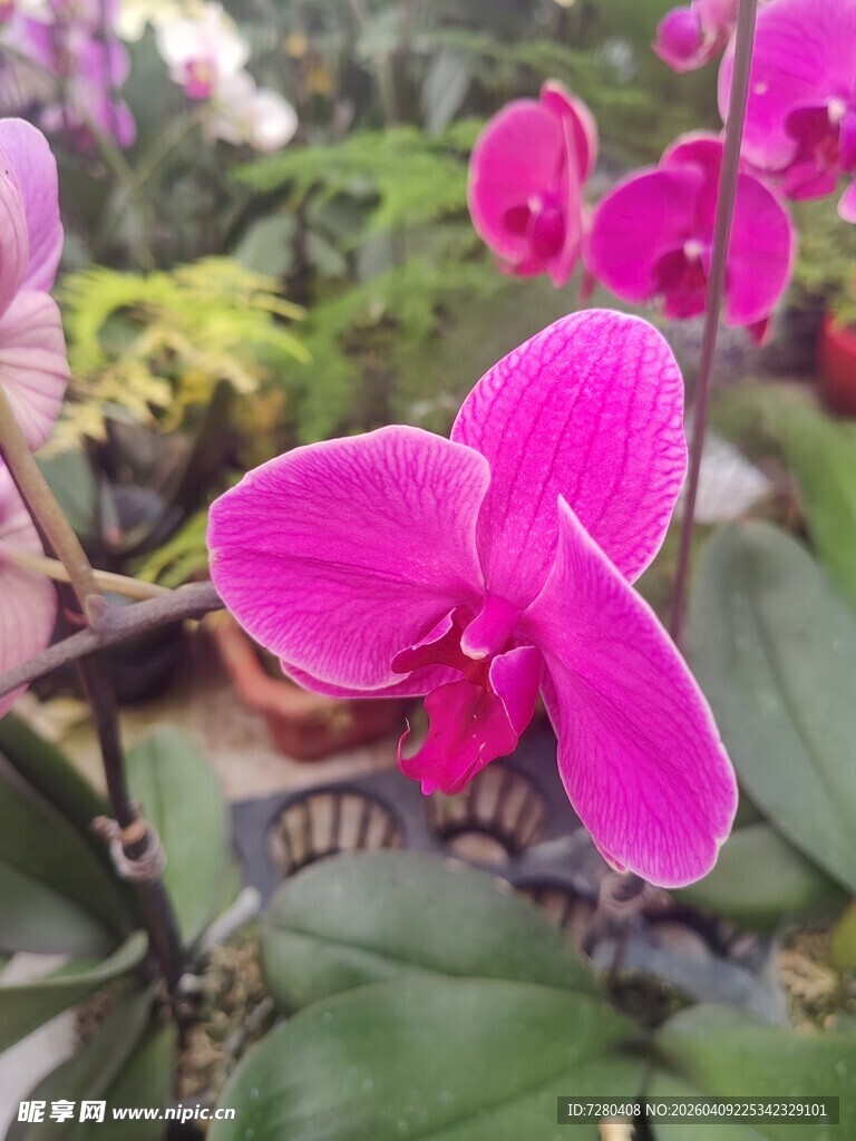 娇艳粉色蝴蝶兰绽放