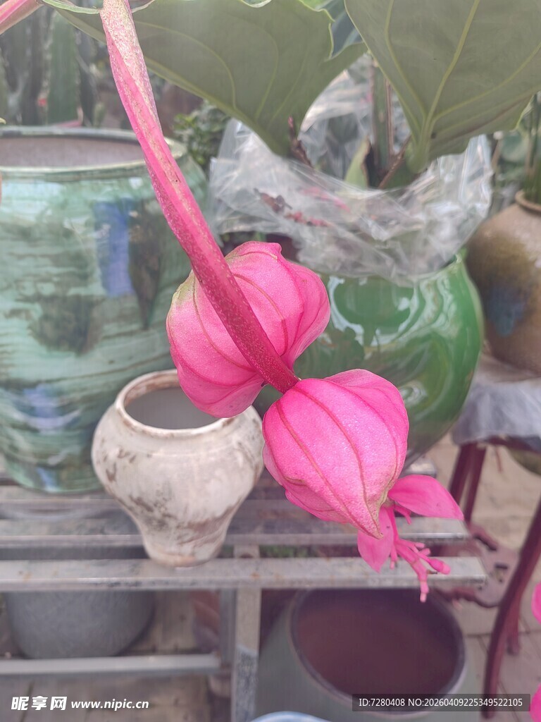 粉色花饰装点古朴陶器