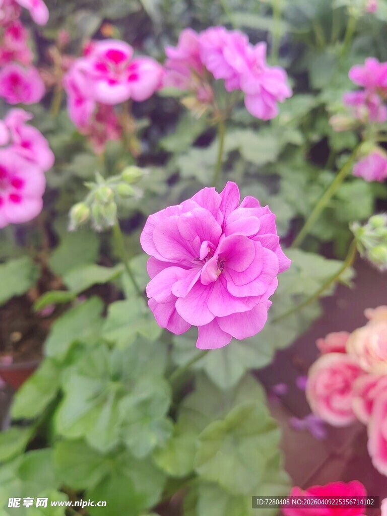 娇艳天竺葵绽放