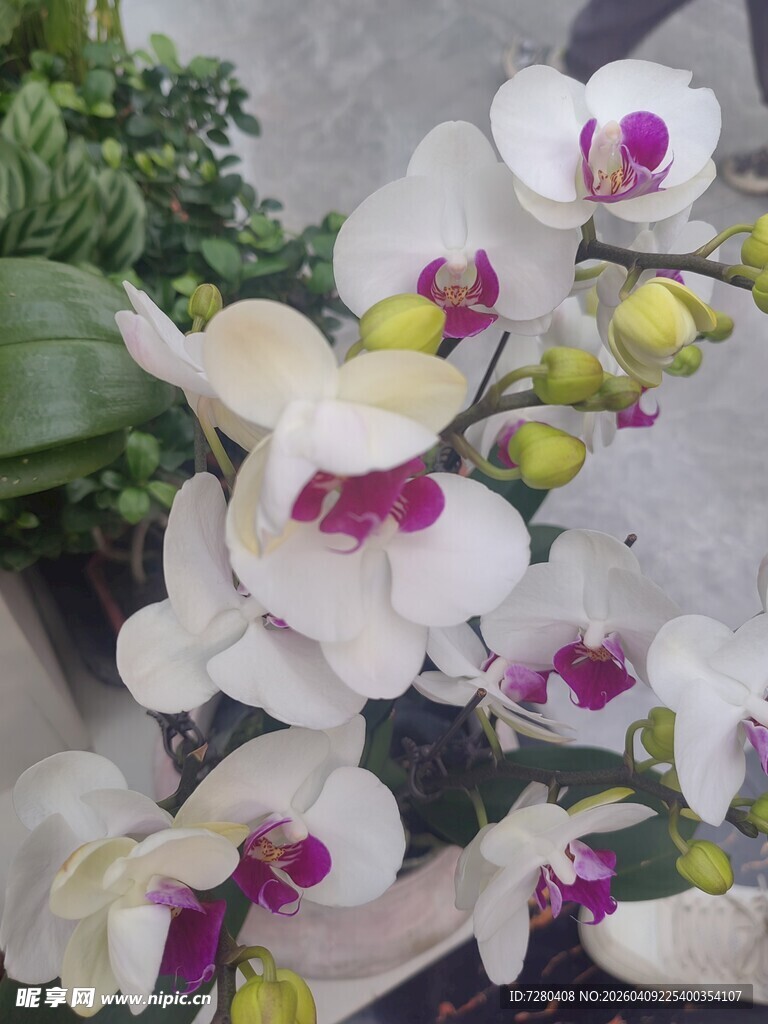 白色蝴蝶兰绽放美丽