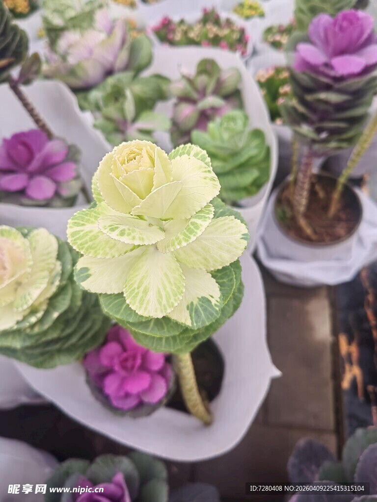 多彩多肉植物盆栽展示