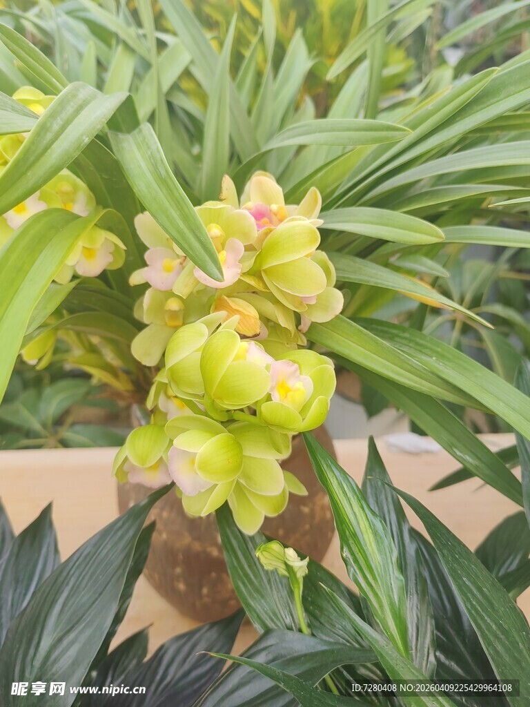 翠绿绽放的清新兰花