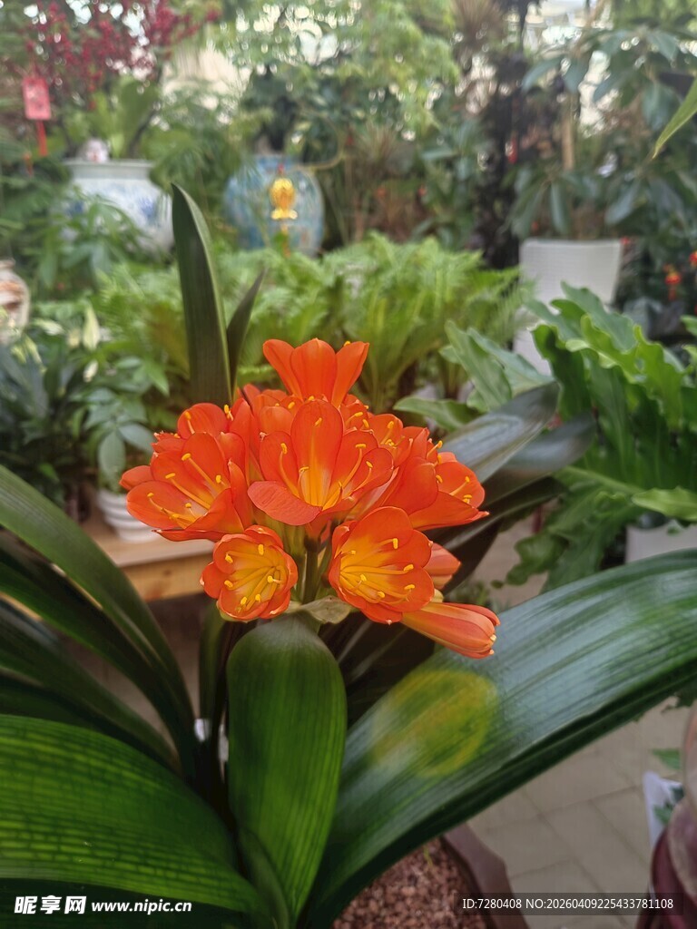 鲜艳橙色君子兰盆栽