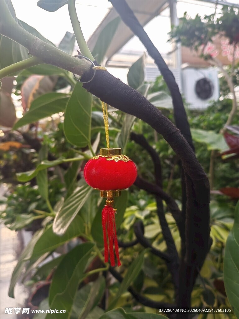 挂于绿植间的红色小灯笼
