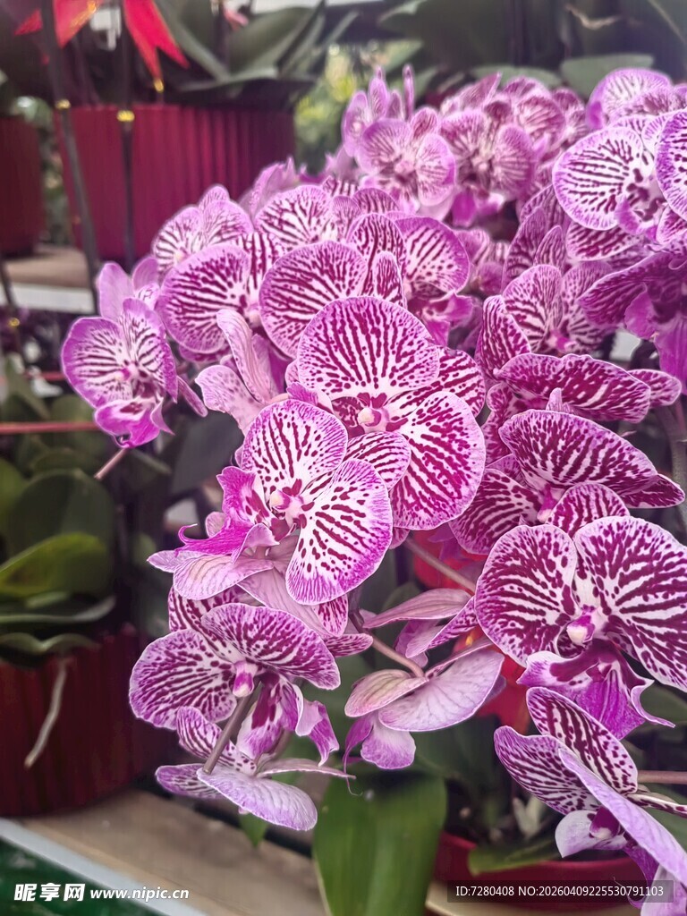 美丽紫纹蝴蝶兰绽放