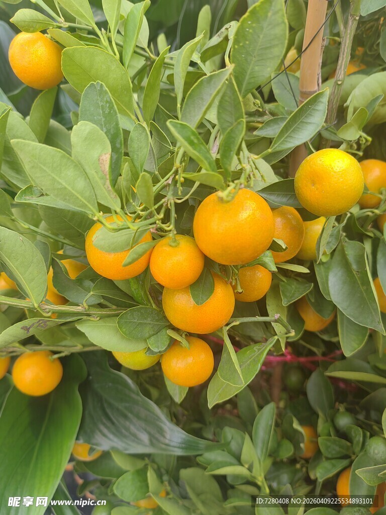 枝头挂满金黄小柑橘