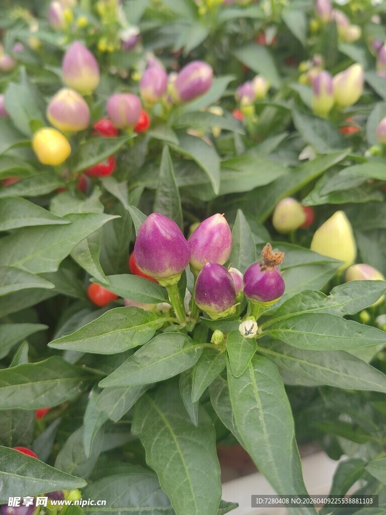 多彩观赏辣椒绽放