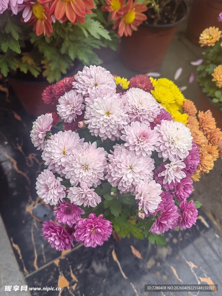 多彩菊花绽放美好