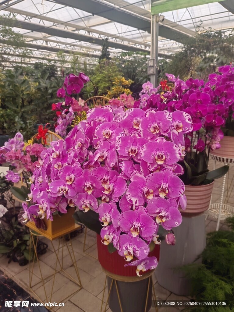 温室中的艳丽蝴蝶兰