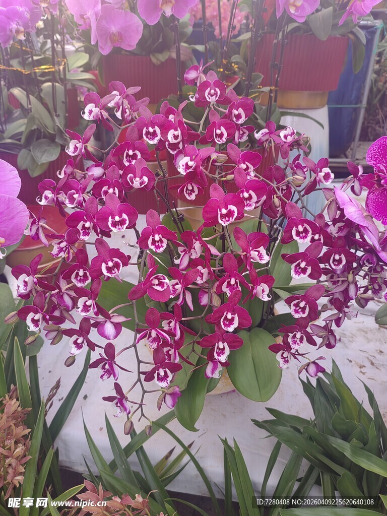 艳丽盆栽花卉绽放