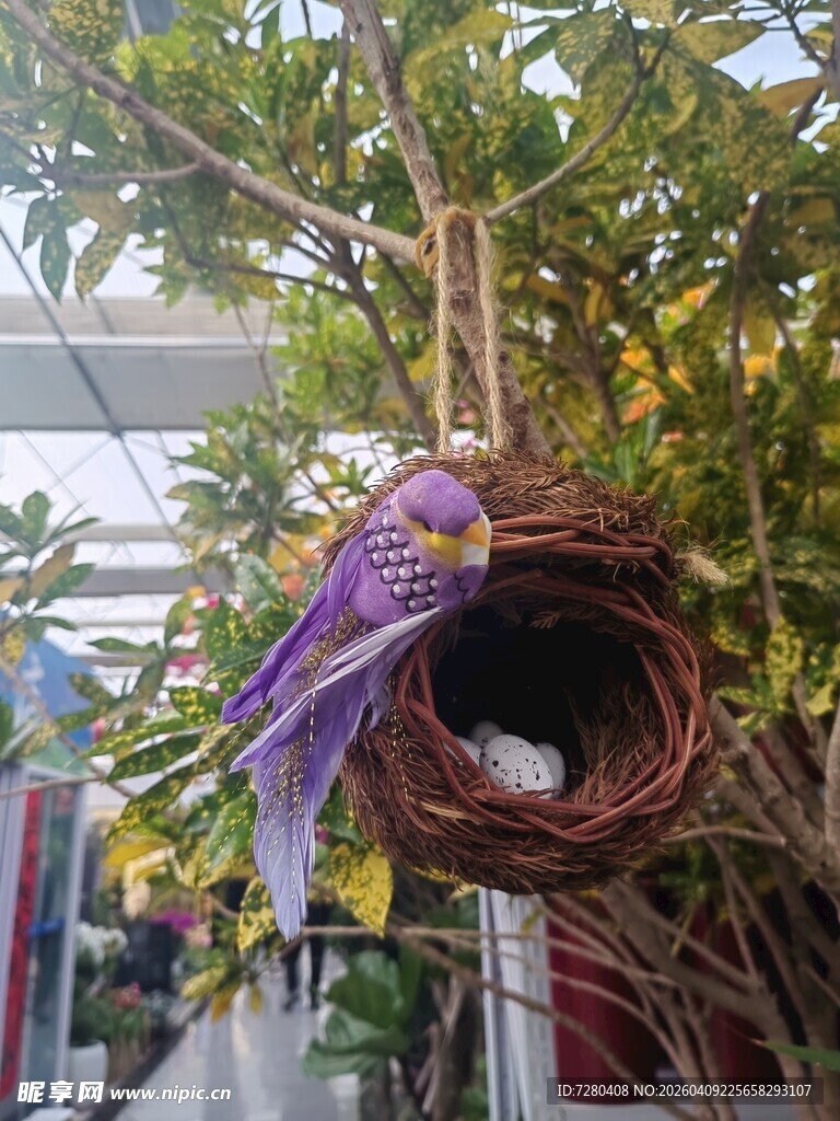 紫色小鸟栖息于鸟巢中