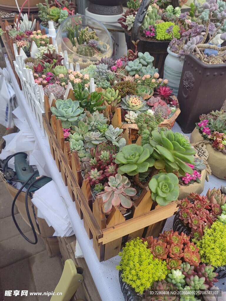 多样多肉植物展示