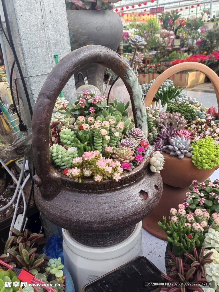 多肉盆栽展示