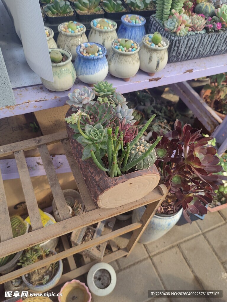 多样盆栽展示架上的生机