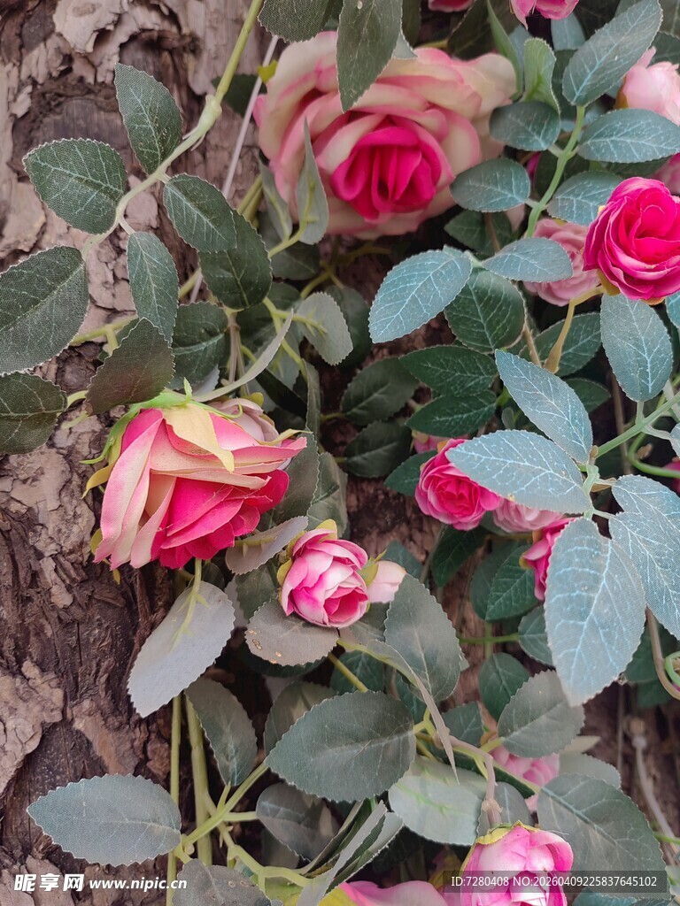 娇艳绽放的粉色玫瑰花