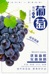 新鲜紫葡萄优选高品质