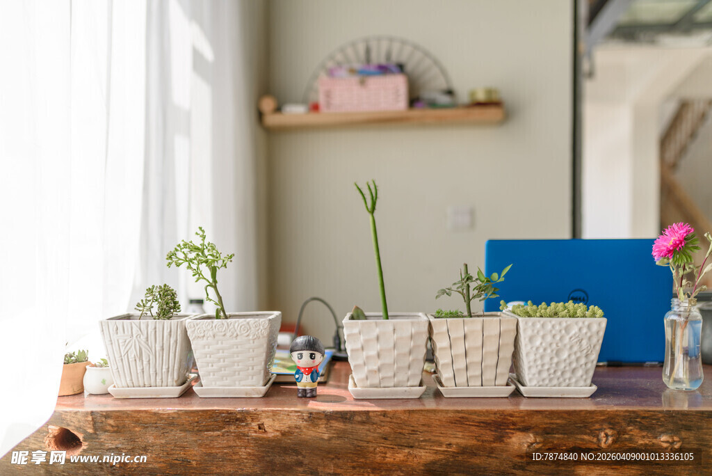 木质桌上的清新绿植组合