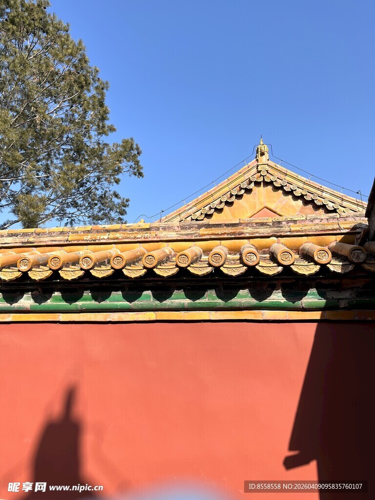 红墙金瓦下的静谧一角