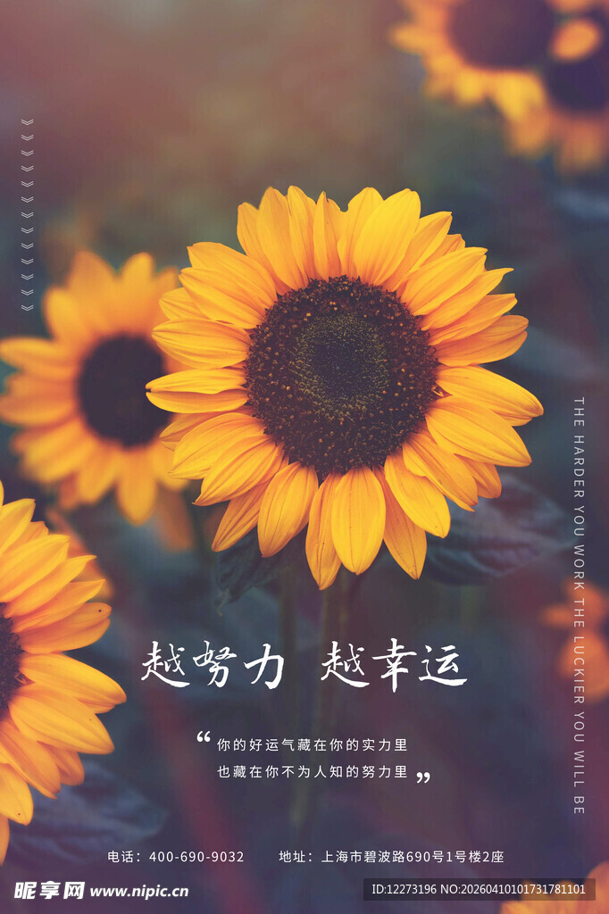 绽放的向日葵 