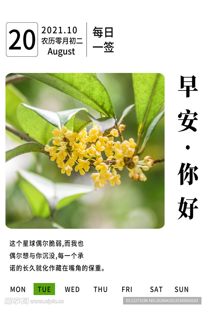 秋日桂花早安图