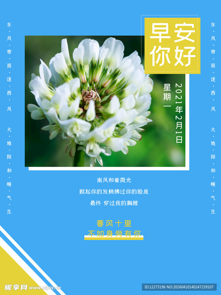 白色三叶草花朵特写