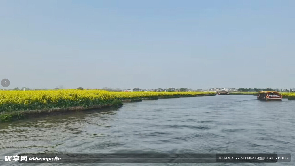 乘船赏河畔金黄油菜花