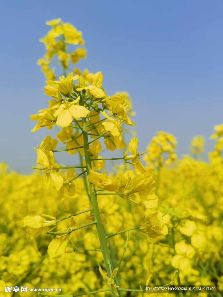 金黄油菜花绽放蓝天之下