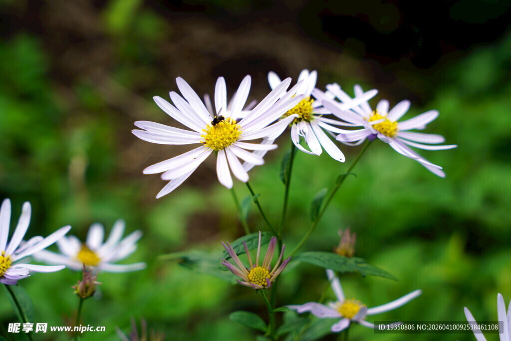 清新雏菊绽放于绿意间