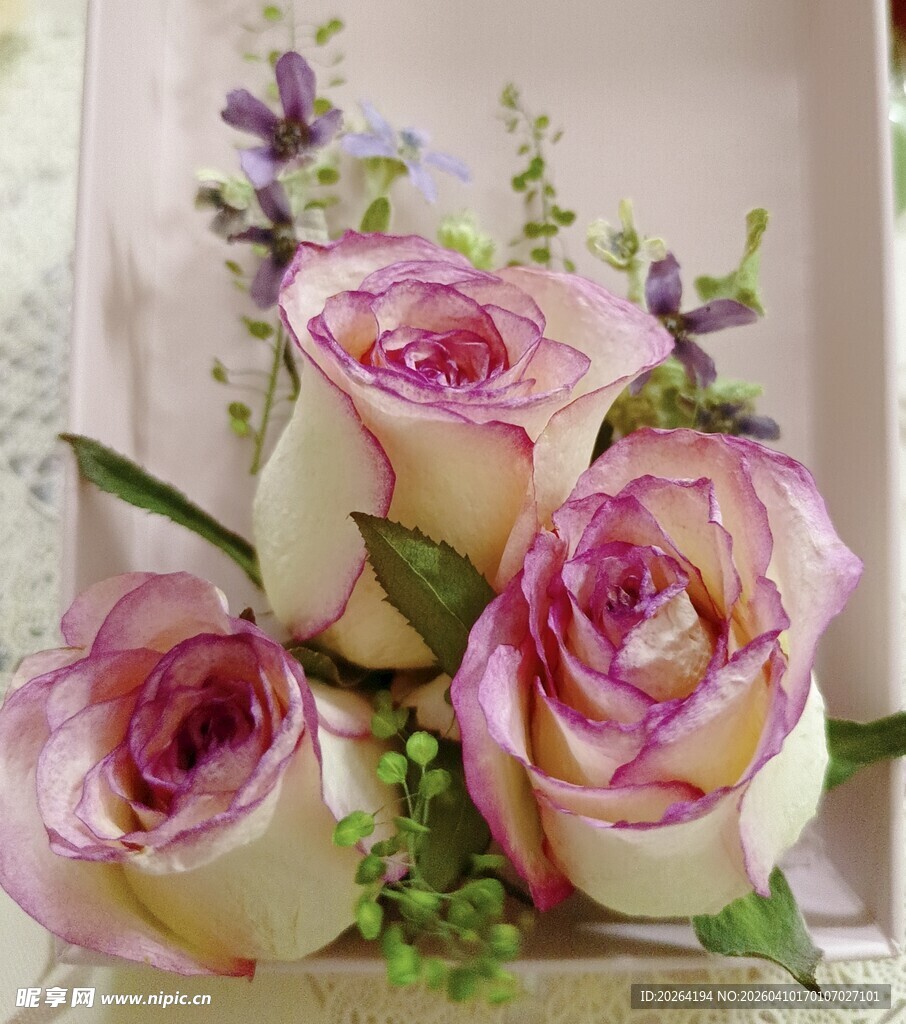 干花 粉紫玫瑰花卉静物图