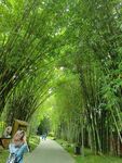 竹林小道