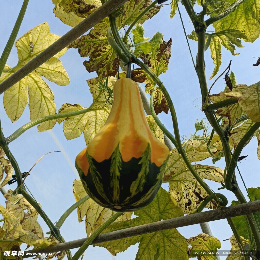 观赏南瓜