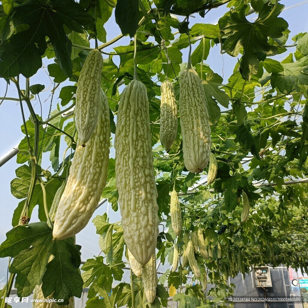 白苦瓜