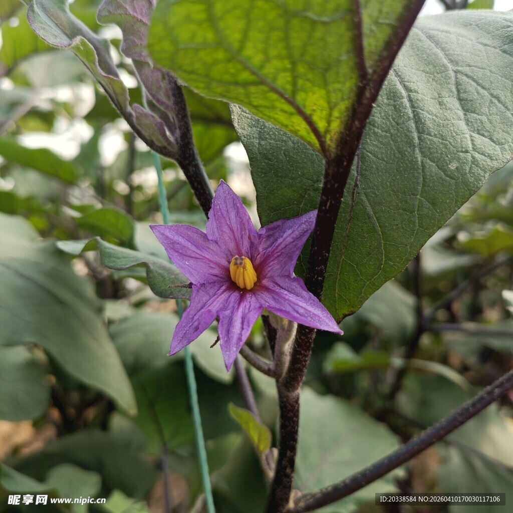 茄子花