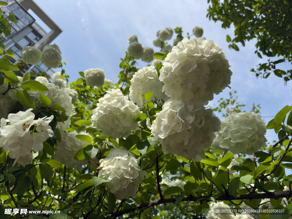 洁白绣球花绽放枝头