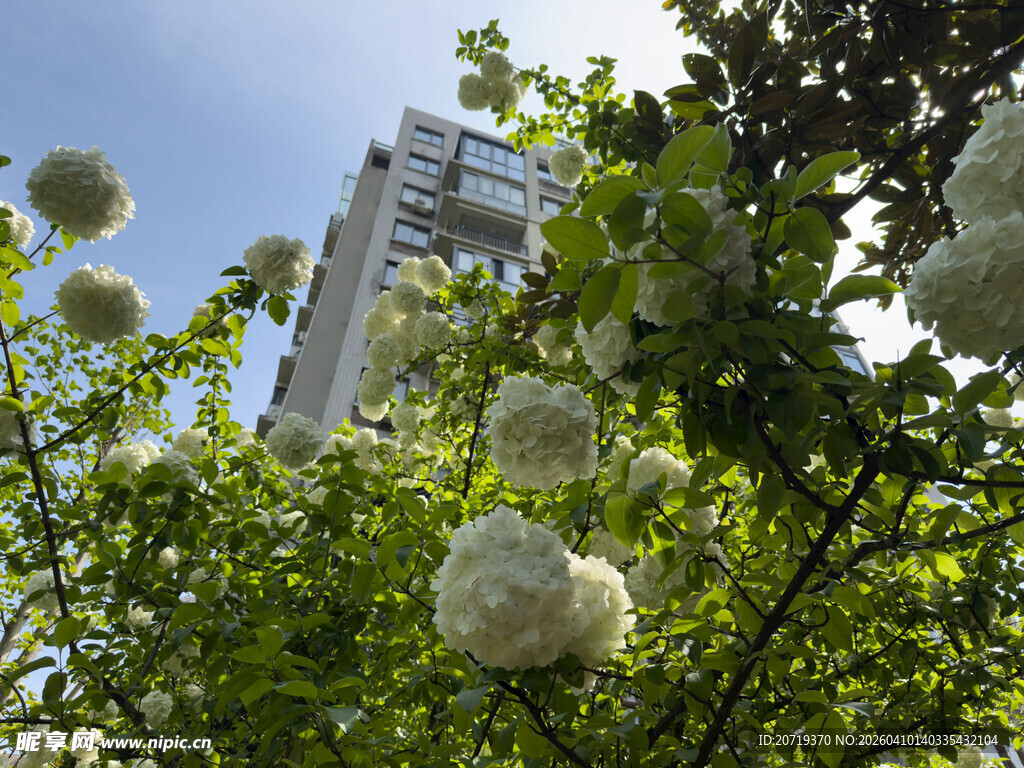 绣球花映衬下的高楼