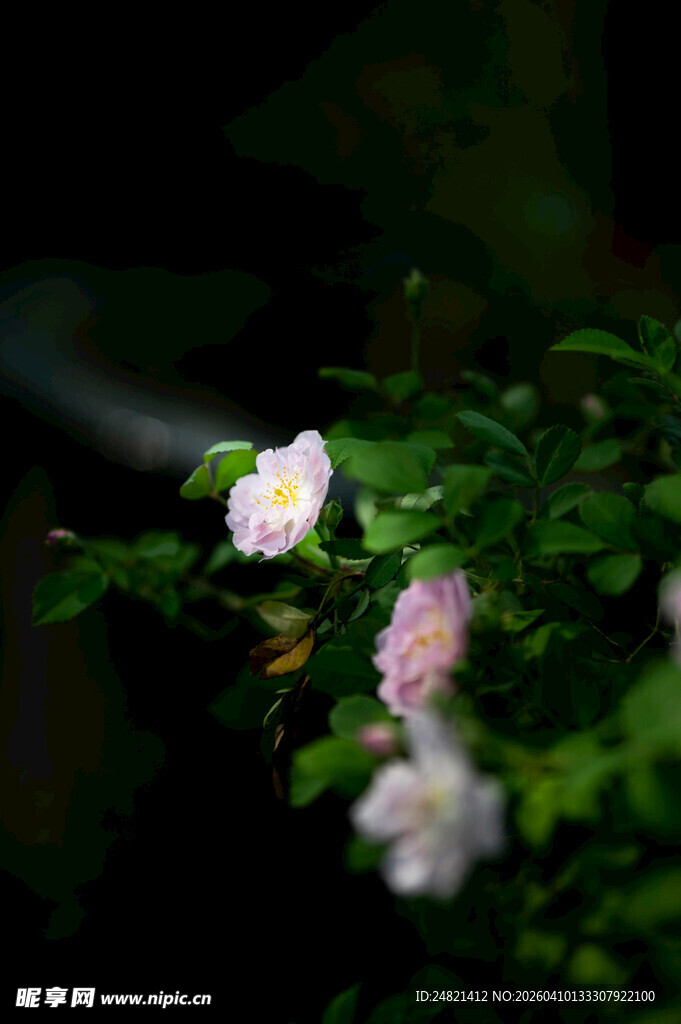 夜下绽放的清新蔷薇花