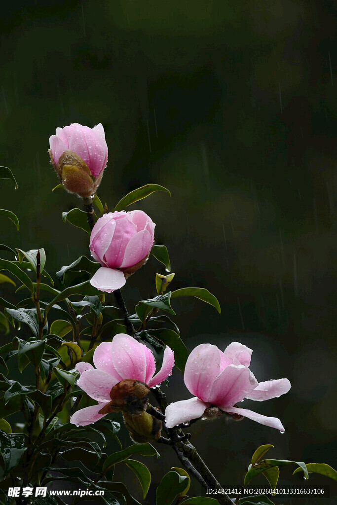雨中绽放的娇艳粉色花朵