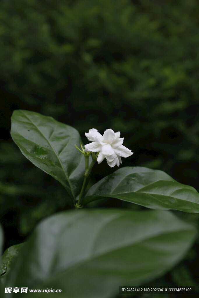 清新白色小花绽放绿叶间