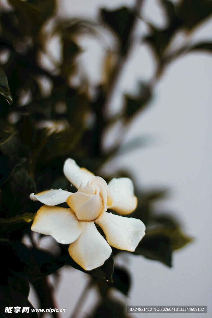 洁白栀子花绽放枝头