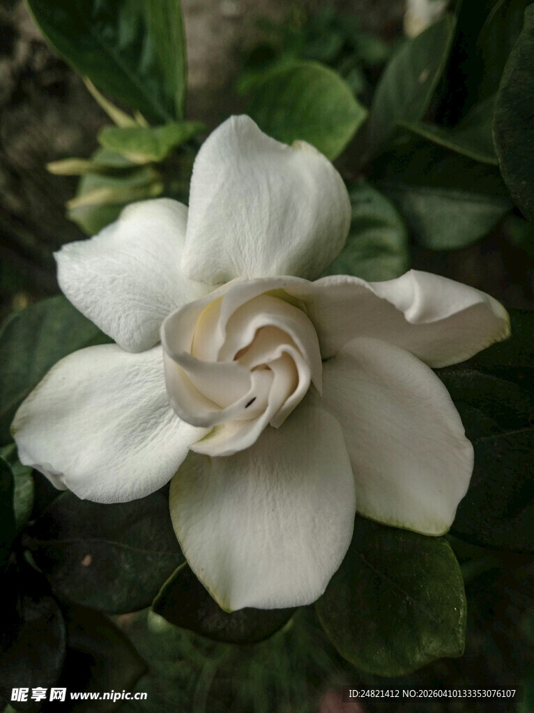 洁白栀子花绽放