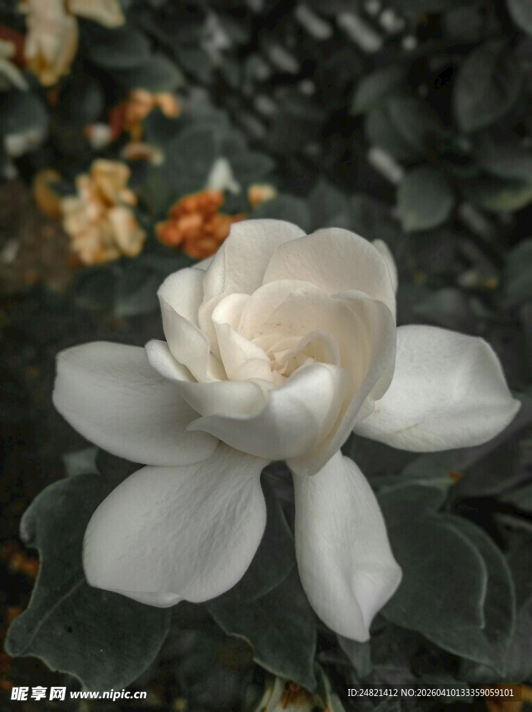 洁白栀子花绽放