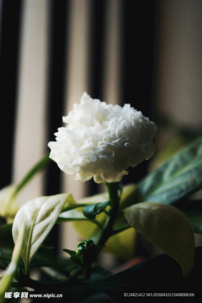 白色花朵特写