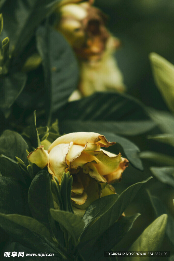 枯萎黄花与繁茂绿叶