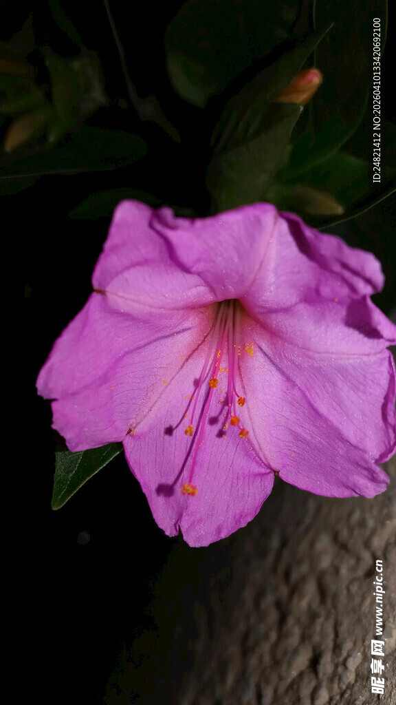 娇艳紫色花朵特写
