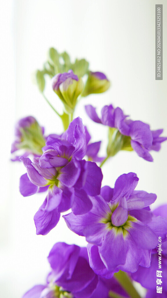 紫色绽放花卉特写