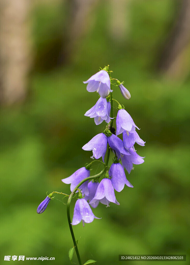 紫色风铃花绽放于绿野
