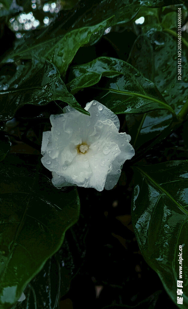 白色单朵花绽放绿叶间