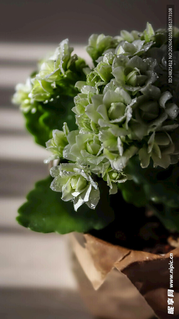 清新绿植盆栽特写