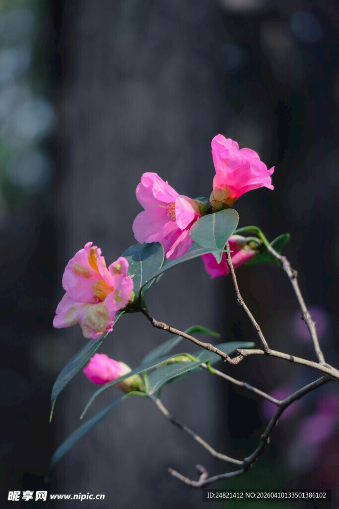 娇艳粉色山茶花绽放